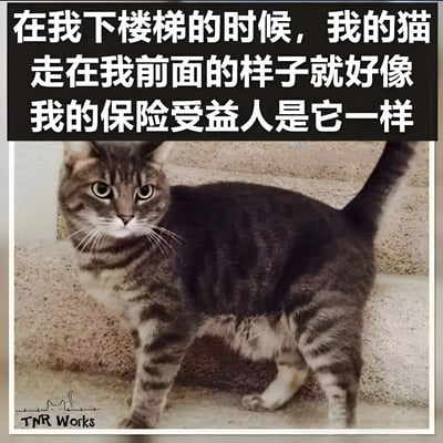 图片上方为黑色背景白色文字，内容是“在我下楼梯的时候，我的猫走在我前面的样子就好像我的保险受益人是它一样”。下方是一只虎斑猫站在水泥楼梯上的照片，猫咪回头注视着镜头，眼神显得有些严肃警惕，整体通过拟人化的幽默对比，调侃猫咪走在前面时的“心机”模样，营造出轻松搞笑的氛围。