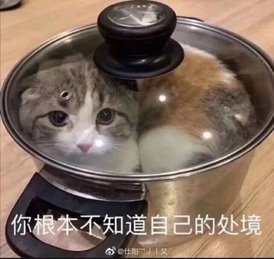 这是一张静态单图类的文字加注原始拍摄图，画面主体是一只三色苏格兰折耳猫，它蜷缩在带有透明玻璃锅盖的不锈钢煮锅之中，锅盖已经盖好，猫咪露出的脸庞带着无辜、茫然的神情，似乎完全没有意识到自己所处的“危险”处境。图片下方配有醒目的白色文字“你根本不知道自己的处境”，将猫咪的处境拟人化，用来调侃那些对自身当前的不利局势、危险状况毫无察觉的人，是一张极具趣味性的网络梗图，常被用作表情包在社交平台传播。图片底部带有微博用户“@仕阳丿ノ又”的水印。