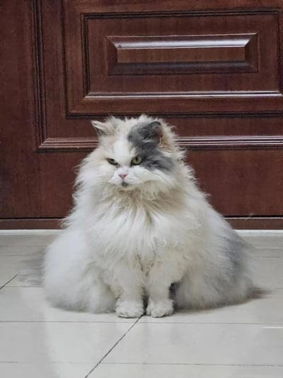 一只毛发蓬松的灰白相间长毛猫正蹲坐在木地板上，背景是一扇深棕色的木门。猫咪表情严肃，眼神略带审视，耳朵微微前倾，身体姿态端正，整体给人一种沉稳又有点傲娇的感觉。