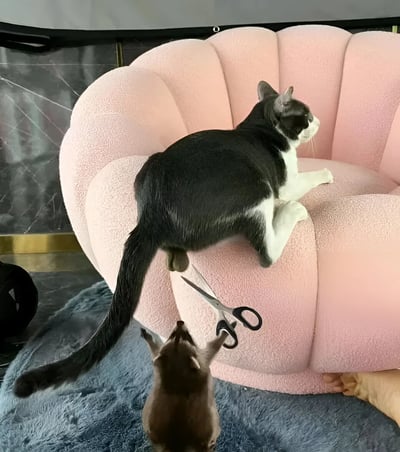 一只黑白相间的猫咪正趴在粉色贝壳形状的椅子上，它的尾巴垂在椅子边缘。椅子下方，一只棕色的小猫正仰头向上看。画面中最引人注目的是一把剪刀被巧妙地放置在黑白猫咪的尾巴附近，营造出一种即将发生意外的紧张感。一只人类的手正扶着椅子，似乎想要稳住这个局面。整个场景在室内环境中拍摄，背景中可以看到大理石纹理的墙面和深色的地面。