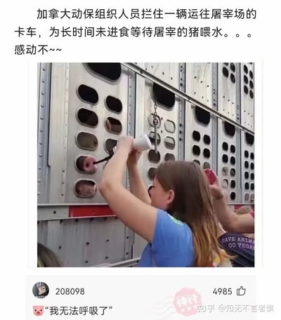 这是一张结合真实事件与网络玩梗的图文混排梗图：上方配文描述加拿大动保组织人员拦下运猪车，给待宰的猪喂水并询问观众“感动不~~”；中间是现场实拍照片，一位女性动保人士正用容器通过运猪车的通风孔洞给猪喂水，猪的嘴部从孔洞中伸出；下方是知乎评论区的神评，用猪的表情符号搭配文字“我无法呼吸了”，利用喂水时猪嘴的状态玩了“我无法呼吸”的经典梗，形成暖心行为与搞笑吐槽的反差效果。