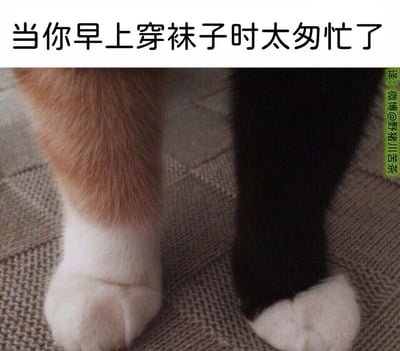 这是一张充满趣味的日常梗图，画面主体是两只猫咪的爪子：左侧猫咪的腿部为橘色，爪子是白色，右侧猫咪的腿部为黑色，爪子是白色，二者并置在一起，视觉上恰好模仿了人类早上匆忙出门时，不小心穿错两只不同颜色袜子的场景。图片上方配文“当你早上穿袜子时太匆忙了”，将猫咪的天然毛色特征与人类赶时间时的小失误结合，精准戳中了很多人都有过的赶时间犯迷糊的日常经历，用可爱的猫咪形象制造出诙谐搞笑的效果，让人产生共鸣。