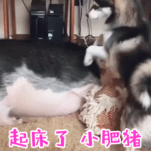 小哈士奇锲而不舍叫起床，肥猪队友纹丝不动