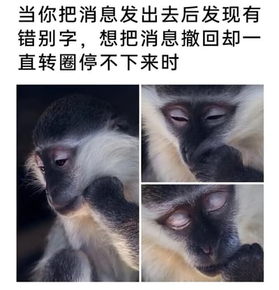 图片上方文字描述了日常社死场景：发送消息后发现错别字，尝试撤回时却因加载转圈无法成功。下方由三张猴子特写照片组成，猴子用手捂住脸部，眼神从最初的紧张到逐渐加深的绝望，生动还原了人们面对这种尴尬状况时的崩溃心理。