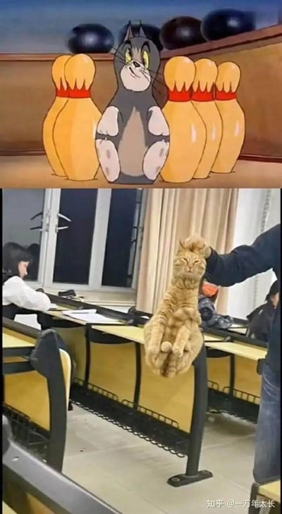 这是一张上下拼接的趣味对比图：上图是经典动画《猫和老鼠》里的汤姆猫，正得意地坐在保龄球瓶中间，模仿保龄球瓶的姿势；下图是一只现实中的橘猫，被人捏住后颈，身体自然悬空瘫软，姿势和汤姆猫的姿势高度重合，完美还原了动画里的搞笑场景，毫无违和感，让人觉得既有趣又治愈。