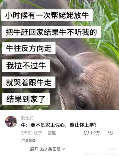 这是一张社交媒体截图，上方是一段配着牛的照片的搞笑段子，内容为：小时候有一次帮姥姥放牛，把牛赶回家结果牛不听我的，牛往反方向走，我拉不过牛，就哭着跟牛走，结果到家了，讲述了一个小孩赶牛时拉不过牛，哭着跟牛走反而到家的滑稽经历；下方是网友“欧比托”的高赞评论：“牛：要不是家里偏心，能让你上学？”，以拟人的角度制造反转笑点，戳中不少人的共鸣，整体风格轻松幽默。