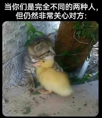 图片上方有文字'当你们是完全不同的两种人，但仍然非常关心对方：'，下方是一只小猫温柔地抱着一只黄色小鸭子的照片，展现了不同个体间的温暖关怀。