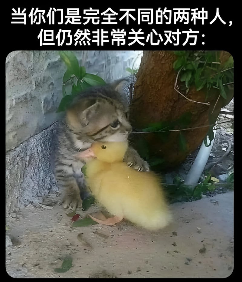 小鸭子
