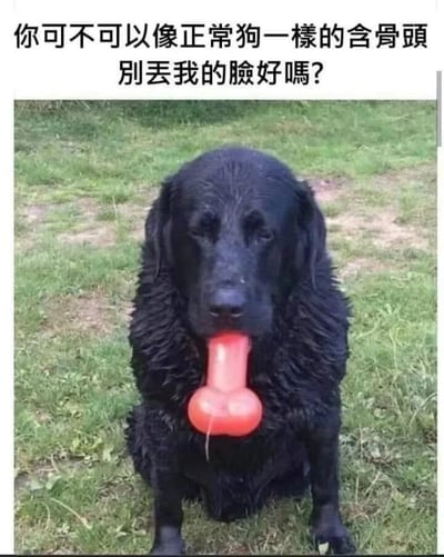 图片中是一只黑色的狗坐在绿色草地上，嘴里叼着一个红色的骨头形状玩具。狗的毛发看起来有些湿润，表情显得平静而无辜。图片上方配有文字：'你可不可以像正常狗一樣的含骨頭 別丟我的臉好嗎？'，以拟人化的口吻抱怨狗狗没有'正常'地叼骨头，形成幽默的反差效果，让人忍俊不禁。