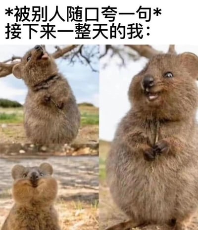 图片上方配有文字'*被别人随口夸一句* 接下来一整天的我：'，下方拼接了三张短尾矮袋鼠的照片，分别展现了仰头、咧嘴微笑、双手合前等不同的愉悦姿态，通过可爱动物的生动表情，幽默诠释了被他人随口夸奖后一整天保持开心状态的日常情绪。