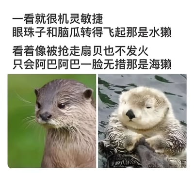图片上方为对比文字，左侧描述水獭'一看就很机灵敏捷，眼珠子和脑瓜转得飞起'，右侧描述海獭'看着像被抢走扇贝也不发火，只会阿巴阿巴一脸无措'。下方为两张动物照片：左图是水獭头部特写，毛发湿润，眼神机警专注，背景为绿色；右图是海獭在水中，前爪抱在一起，眼睛微闭，表情呆萌无措，背景为水面。整体通过文字和图片对比展现水獭和海獭的不同神态。