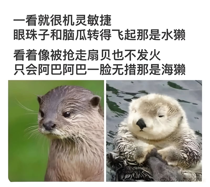 海獭