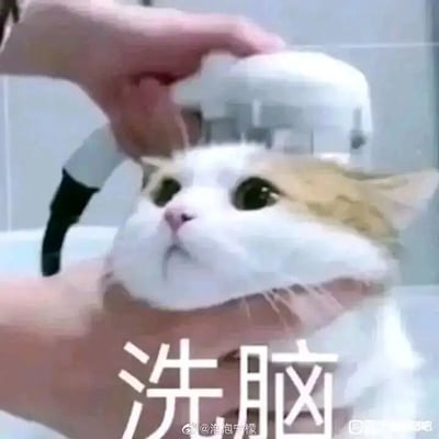 这是一张趣味静态表情包图片，画面主体是一只白棕相间的猫咪，它被人的手托着头部，上方的淋浴喷头正对着它的头顶冲水，猫咪睁着圆溜溜的大眼睛，露出懵懂又无辜的神情。图片下方配有大号的“洗脑”二字，利用谐音和视觉双关的创意，将用水冲洗头部的“洗”和被灌输思想的“洗脑”结合，用猫咪无奈又可爱的状态，生动调侃了人们被重复信息轰炸、被迫接受某种观点或思想，仿佛被“洗脑”的感受，十分贴合网络语境中表达被信息灌输的情绪。