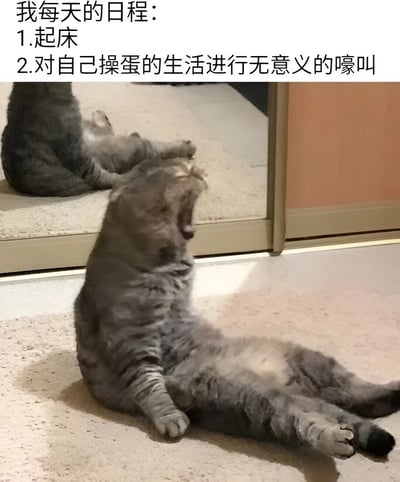 图片上方为文字内容“我每天的日程：1.起床 2.对自己操蛋的生活进行无意义的嚎叫”，下方是一只灰色猫咪躺在室内地板上，身体向后仰，嘴巴大张，仿佛正在嚎叫的场景。猫咪的姿态与文字中“无意义的嚎叫”形成幽默呼应，通过拟人化手法表现现代人对日常生活压力的调侃式宣泄。