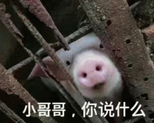 铁笼小猪探头问：小哥哥你说什么