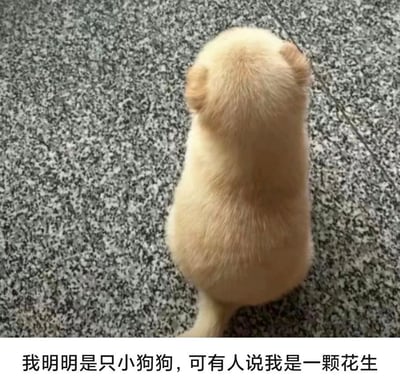 这是一张图文混排的趣味静态梗图，采用俯拍视角，上方主体是一只浅米黄色的幼年小狗的背影，小狗毛发蓬松、身形圆滚，搭配两只小小的耳朵和细短的尾巴，整体轮廓与带壳花生高度相似，小狗蹲坐在灰黑相间的水磨石纹理地面上；图片下方的白色区域配有黑色文字，以拟人的小狗视角吐槽自己外形被误认为花生的巧合，整体氛围轻松可爱，充满趣味性。