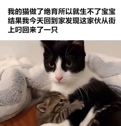 这张图片展示了一只黑白相间的奶牛猫抱着一只小奶猫的温馨场景。图片上方配有文字说明：‘我的猫做了绝育所以就生不了宝宝 结果我今天回到家发现这家伙从街上叼回来了一只’，讲述了绝育后的猫从街上带回一只小猫的有趣故事，传递出温暖和意外的感觉。