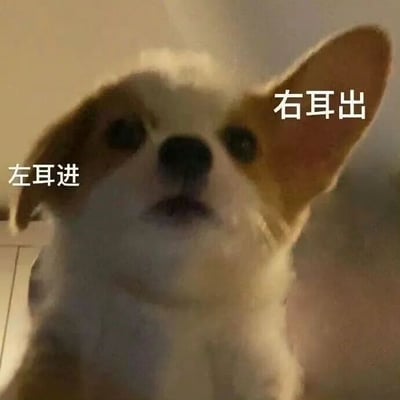图片为一只小狗的特写镜头，狗狗耳朵竖起，眼神呆萌地抬头看向前方。图片左侧靠近狗狗左耳的位置有文字“左耳进”，右侧靠近右耳的位置有文字“右耳出”，幽默地表达了“左耳进右耳出”（听不进去话）的含义，整体风格轻松搞笑。