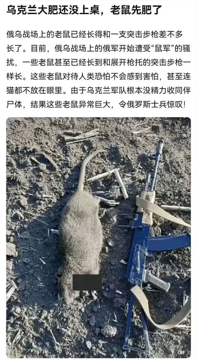 这是一则在网络上传播的虚假图文内容，上方配有标题“乌克兰大肥还没上桌，老鼠先肥了”，以及一段编造的文字，声称俄乌战场上的老鼠因食用未被收殓的士兵尸体，体型长得和展开枪托的突击步枪一样大，不惧人类和猫，还会骚扰俄军士兵；下方是一张经过处理的图片，展示了一只趴在泥土地上的巨型老鼠（头部被打码），旁边放置一支突击步枪，试图通过视觉效果佐证文字内容，但该内容并无真实依据，属于制造猎奇噱头的不实谣言。