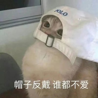 一只毛茸茸的浅色猫咪正戴着一顶白色POLO帽，帽子被反扣在头上，帽檐朝后，调节带从下巴处扣住，只露出一双圆溜溜的大眼睛和小鼻子。猫咪眼神直视前方，表情看起来有些困惑又带着一丝严肃。图片底部配有文字“帽子反戴 谁都不爱”，以幽默的方式赋予猫咪一种傲娇、冷漠的“大佬”气质，反差萌十足。