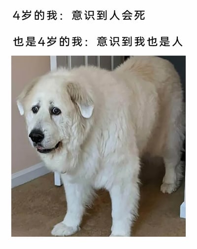 这是一张图文混排的搞笑梗图，上方配有两行递进式文字：第一行是“4岁的我：意识到人会死”，第二行是“也是4岁的我：意识到我也是人”，精准戳中童年时期第一次认知到死亡时的心理变化；下方搭配一只白色大型犬的照片，狗狗眼神惊恐惆怅，嘴巴微张，神态不安忧郁，拟人化的表情完美呼应了文字里4岁孩子第一次明白死亡也会降临到自己身上时，那种懵懂又巨大的恐慌与惆怅感，用反差感的动物神态放大了童年直面严肃命题时的扎心又好笑的复杂情绪。