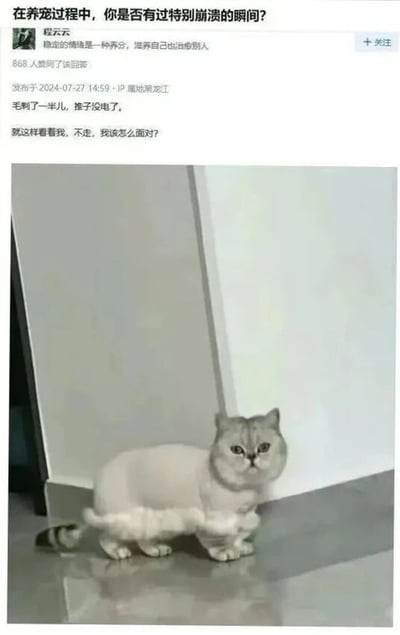 社交媒体截图内容，用户程云云分享养宠过程中的崩溃瞬间：给猫咪剃毛到一半时推子突然没电，导致猫咪身体一半有毛、一半光秃。照片中猫咪站在墙角，保持着被中断剃毛的状态，平静地凝视镜头，配文表达了主人面对此情景的无奈与尴尬。图片上方为用户提问及具体经历描述，下方为实拍猫咪照片，整体呈现养宠日常中既搞笑又让人哭笑不得的真实场景。