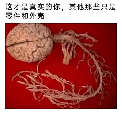 这是一张经过P图改编的文字加注静态图，背景为纯粹的红色，视觉主体是一个人类大脑标本，从大脑处延伸出大量形态如同植物根须的神经组织，这些神经弯曲盘绕，呈现出复杂交错的状态。图片顶部配有醒目的文字：“这才是真实的你，其他那些只是零件和外壳”，将大脑（代表人类的意识、思维、精神自我）具象化为核心主体，把身体其他部分比作配件，用荒诞又直观的创意表达，引发人们对“自我本质”的思考，带有调侃和哲思的双重意味。