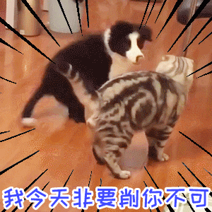 猫咪怒气冲冲对峙狗狗：我今天非要削你不可