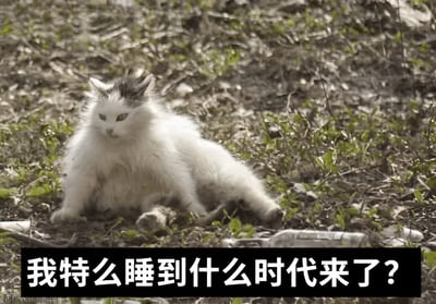 一只毛发蓬松的白猫坐在布满枯叶和杂草的地面上，眼神中带着明显的困惑和迷茫，抬头望向镜头。图片底部有一行黑色背景白色文字的醒目标语："我特么睡到什么时代来了？"，通过拟人化的手法，将猫咪的迷茫表情与人类对时间流逝的困惑幽默结合，营造出一种穿越感或睡醒后对环境变化的不解。