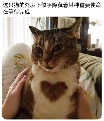 图片主体是一只虎斑猫，被人用双手轻轻捧着。猫咪白色的胸口上有一块天然形成的棕色爱心形状毛发，眼神专注而略带严肃，仿佛在思考着什么。图片上方配有文字“这只猫的外表下似乎隐藏着某种重要使命在等待完成”，通过可爱猫咪与“神秘使命”的反差制造出幽默效果。背景可见室内环境，有窗帘、家具和绿植，整体氛围温馨自然。