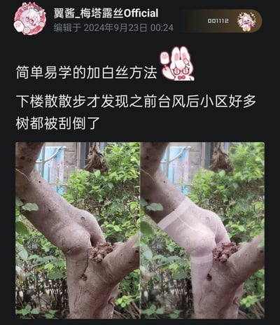 这是一则社交媒体上的搞笑整活内容，用户分享台风后小区被刮倒的树木，同时放出左右对比图：左侧是实拍的被刮断的树杈，其形态类似人的腿部；右侧是用户通过P图给树杈添加白色胶带，模仿出白丝的效果，配文“简单易学的加白丝方法”，用拟人化的脑洞制造出搞笑的反差感，调侃台风后的场景。