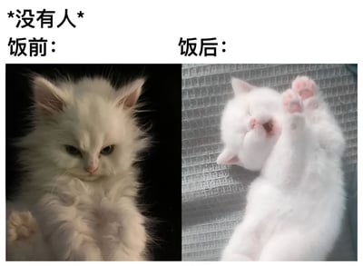 这是一张左右对比的猫咪梗图，通过两只白猫的状态变化幽默展现了"没有人"在饭前饭后的反差。左侧猫咪眼神犀利、表情严肃地直视前方，毛发蓬松；右侧猫咪则四脚朝天、眯眼张嘴，呈现出极度放松满足的姿态。上方文字"*没有人*"配合下方的"饭前："与"饭后："标签，形成了强烈的喜剧效果，生动形象地表现了人们吃饱前后的状态变化。