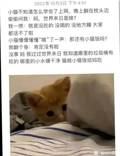 这是一则图文结合的治愈内容，上方是一段以第一人称视角展开的拟人化对话：一只学会上网的橘色小猫，在晚上趴在主人枕头边询问主人世界末日是什么，主人解释世界末日是没有食物、水源和住处，大家都无法存活。小猫接着询问是否还有小猫饭，在得知没有后，小猫懂事地表示自己“过过世界末日”，知道哪里的垃圾桶有食物、哪里的小水塘干净，要给妈妈做小猫饭。下方搭配了一张橘色小猫的实拍照片，小猫趴在枕头旁，眼神软乎乎的，模样十分乖巧。整个内容通过小猫的懂事贴心，传递出温暖治愈的情感，容易引发读者的共情，让人被这份纯粹的心意打动。