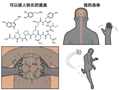 这是一组四格连环趣味梗图，以拟人化的身体形象和快乐激素的化学结构为核心内容：
1. 第一格左上角标注“可以使人快乐的激素”，展示了血清素、多巴胺、内啡肽等多种能让人产生愉悦感的激素的化学结构式；右上角是“我的身体”，呈现一个大脑外露、全身布满血管线条的卡通拟人身体，手部可以与身体拆分。
2. 第二格中，这个拟人身体将拆分的双手伸进自己体内，把快乐激素的化学结构模块进行拼接组合。
3. 第三格是完成激素合成后的身体，活力满满地踢着足球，动作充满动感，表现出愉悦兴奋的状态。
该梗图将“身体分泌快乐激素使人产生愉悦感”的生理知识，通过拟人化、具象化的搞笑方式呈现，调侃了运动等行为促进快乐激素分泌，让人获得快乐和活力的生理机制，用夸张的画面增强趣味性。