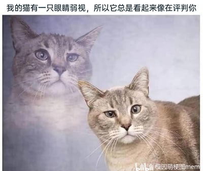 这张静态图展示了一只浅棕色虎斑猫，它因一只眼睛弱视，双眼呈现不对称状态，一只眼睛正常睁大，一只眼睛斜视，神态仿佛在审视、评判他人。图中还呈现了这只猫的倒影，进一步强化了它独特的眼神效果，搭配上方的文字“我的猫有一只眼睛弱视，所以它总是看起来像在评判你”，将猫咪的特殊生理状况转化为搞笑的看点，制造出强烈的趣味反差，让这只猫看起来自带一种审视的气场，适合用作表情包来传递戏谑的评判感。