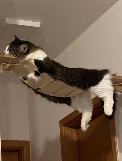 一只黑白相间的猫咪正舒适地躺卧在一个安装在两墙之间的弧形木架上。猫咪的身体完全舒展，头部靠在木架一端，四肢自然垂下，毛发蓬松柔软，看起来十分放松，仿佛在享受这个专属的休息角落。木架由浅色木板拼接而成，通过绳索固定，整体呈现出一种简约的手工感。背景是浅色的墙壁和天花板，营造出温馨的居家氛围。