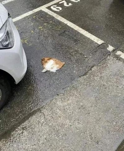 这是一张在潮湿停车场拍摄的趣味照片，画面左侧停着一辆白色汽车，地面上的一个棕白相间的袋子因为视觉错位，看起来像是一只蜷缩在地上的猫咪，制造出十分有趣的视觉错觉效果，让人第一眼容易认错。