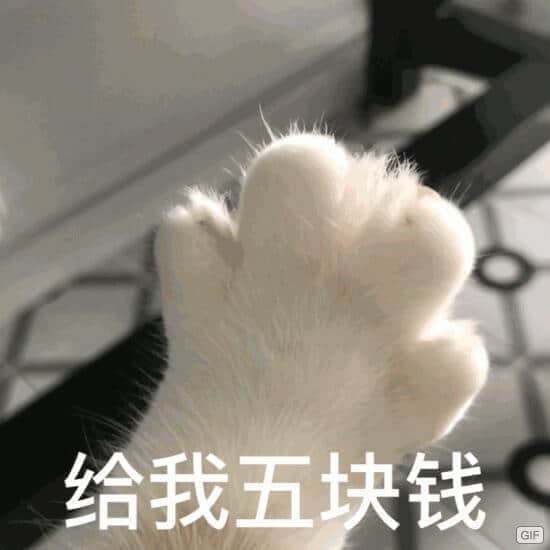 猫咪肉垫伸手讨五块钱