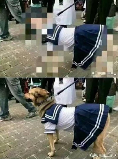 图片为上下两张对比图，展示了一只穿着蓝色水手服的狗狗被人牵着在户外石板路上行走的场景。上图中狗狗的面部被马赛克模糊处理，下图则清晰显示了狗狗的面部，它正抬头看向旁边。周围有其他行人和模糊的背景，整体氛围轻松有趣。