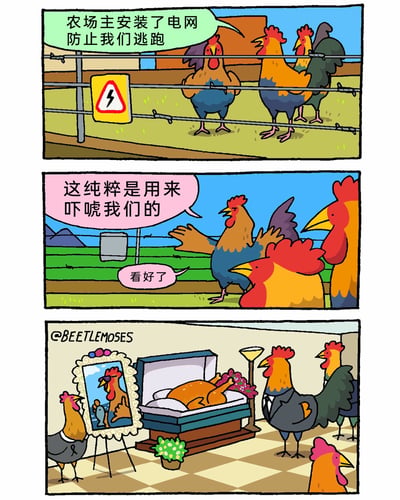 这是一幅三格连环搞笑漫画：第一格中，一只表情严肃的鸡指着带有电击警示标志的电网，告诉其他鸡“农场主安装了电网防止我们逃跑”；第二格中，一只自大的公鸡张开翅膀，满脸不屑地表示“这纯粹是用来吓唬我们的”，并说“看好了”，准备以身试险；第三格的场景是一场葬礼，这只自大的公鸡已经变成了烤鸡躺在棺材里，其他鸡穿着肃穆的服饰参加它的葬礼，讽刺了轻视安全警示、盲目自大的行为。