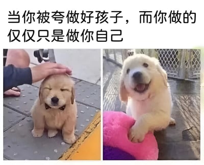 这是一张左右对比的双图梗图，上方配有文字'当你被夸做好孩子，而你做的仅仅只是做你自己'。左侧图片中，一只金毛幼犬闭着眼睛，乖巧地接受人的抚摸；右侧图片中，同一只或相似的金毛幼犬张着嘴露出开心的表情，爪子搭在一个粉色物体上。图片通过可爱的小狗表情对比，幽默地表达了'只是做自己却被夸奖'的轻松自嘲情绪。