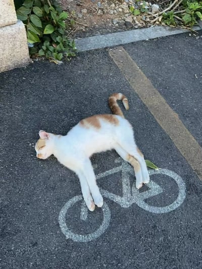 一只橘白相间的猫咪正四仰八叉地躺在柏油路面的自行车道标识上，身体完美贴合白色的自行车图案轮廓：头部对应车把位置，前腿伸直模拟车架，后腿自然舒展覆盖后轮区域，尾巴还俏皮地翘起。猫咪双眼紧闭，表情放松，仿佛把车道标识当成了专属“猫窝”，画面充满治愈感和趣味性。