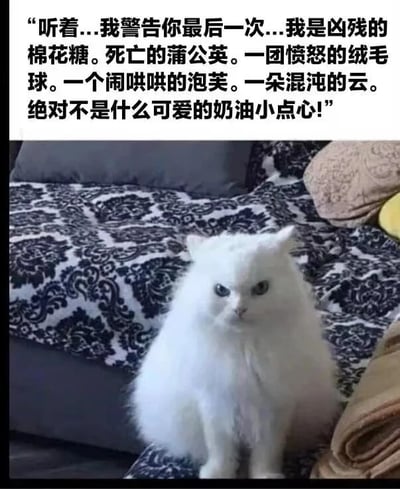 图片中是一只毛茸茸的白色猫咪，正坐在铺有蓝白花纹毯子的沙发上。猫咪眼神严肃，表情略带愤怒，身体毛发蓬松如雪。图片上方配有一段幽默的文字独白，猫咪自称“凶残的棉花糖”“死亡的蒲公英”“愤怒的绒毛球”等，用一系列可爱事物的反差比喻强调自己“绝对不是可爱的奶油小点心”，形成萌系外表与“凶狠”宣言的搞笑反差萌效果。