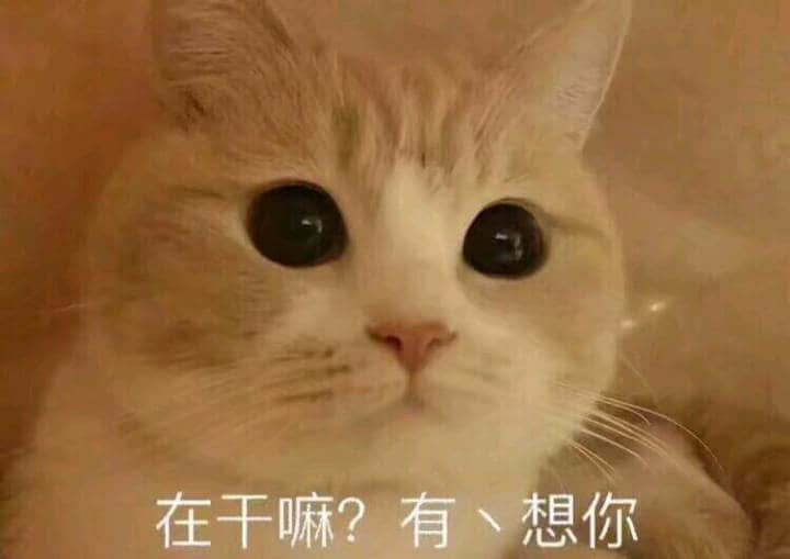 橘猫大眼睛凝视：在干嘛？有丶想你
