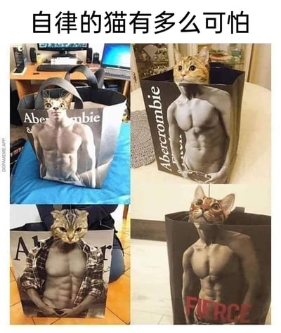 这是一张由四张实拍图拼接而成的趣味网络meme，顶部配有文字“自律的猫有多么可怕”。四张图分别展示了不同品种的猫咪将头部钻进印有Abercrombie品牌健硕肌肉男模图案的购物袋中，猫咪的头部刚好从购物袋的开口处露出，与袋子上的肌肉身材图案完美重合，形成了“猫咪拥有健硕腹肌身材”的视觉错位效果。四只猫咪的表情各异，有的惊讶、有的严肃、有的好奇，配合肌肉身材的图案，制造出强烈的反差感，用幽默的方式调侃“自律练就好身材”的概念，将猫咪拟人化，趣味十足。