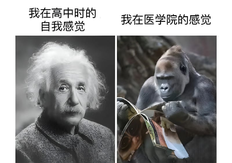 大猩猩