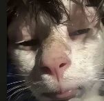 一张小白猫的特写照片，猫咪毛发有些凌乱，眼睛半眯着，看起来困意十足，粉色的鼻子和嘴边的胡须清晰可见，表情呆萌可爱，整体给人慵懒治愈的感觉。