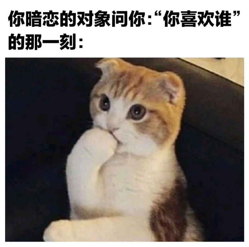 苏格兰折耳猫
