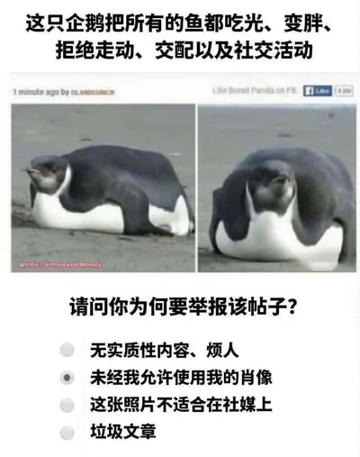 这是一张搞笑的拟人化梗图，上方是两张左右对比的企鹅照片，展示企鹅吃胖后瘫在地面的慵懒状态，配文描述这只企鹅“把所有的鱼都吃光、变胖、拒绝走动、交配以及社交活动”；下方模拟社交平台的举报界面，提问“请问你为何要举报该帖子？”，其中“未经我允许使用我的肖像”选项被选中，将胖企鹅拟人化，暗喻自己像这只企鹅一样躺平发胖，用自嘲的方式调侃摆烂的生活状态，十分搞笑。