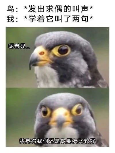 整张图为上下结构的搞笑梗图，顶部先设定情景：鸟类发出求偶的鸣叫声，当事人模仿它的叫声叫了两句。下方拼接了两张游隼的实拍图，第一张游隼侧头看向一侧，配文“呃老兄...”，表现出错愕的情绪；第二张游隼正对镜头，画面略微模糊，配文“我觉得我们还是做朋友比较好”，将游隼拟人化，模拟它误以为人类是向自己求偶因此发好人卡的反应，反差感强烈，充满笑点。